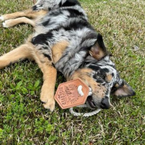 Tall Tails Leather Tug Adventure Awaits Dog Toy 13"