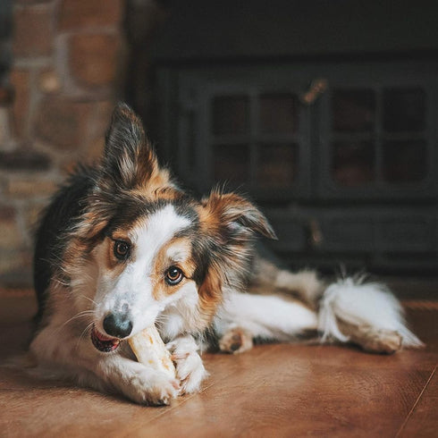 Earth Animal No-Hide Chicken Chews Dog Treats 11" 2pk