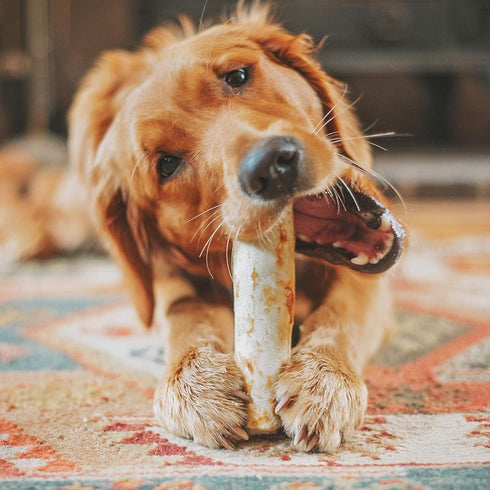 Earth Animal No-Hide Beef Chews Dog Treats 11" 2pk