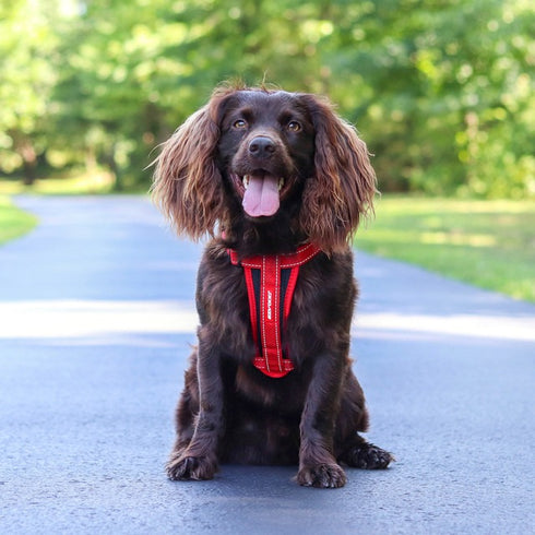 EzyDog Chest Plate Dog Harness XS Red - Poudre Pet & Feed Supply 2