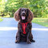 EzyDog Chest Plate Dog Harness XS Red - Poudre Pet & Feed Supply 2
