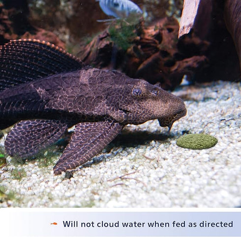 Aqueon Algae Rounds 3.oz