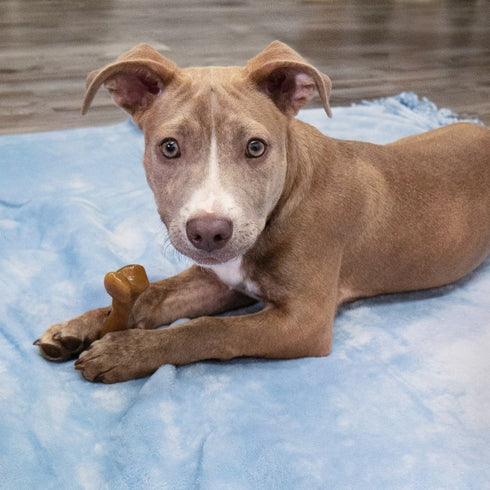 Nylabone Gourmet Style Strong Femur Bacon Flavor Puppy Chew Toy - Poudre Pet & Feed Supply 2