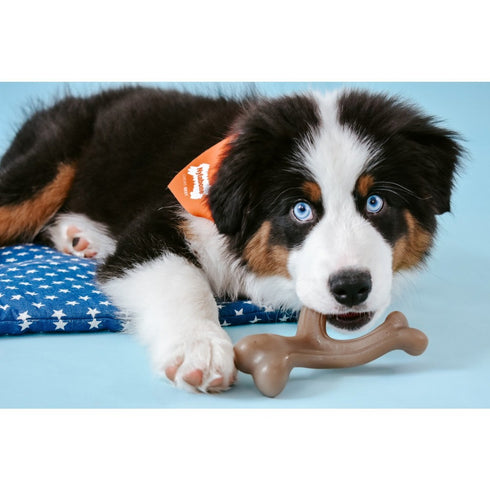 Nylabone Gourmet Style Strong Wishbone Puppy Chew Toy Small Regular - Poudre Pet & Feed Supply 2