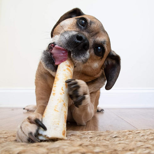 Earth Animal No-Hide Venison Chews Dog Treats 11" 2pk