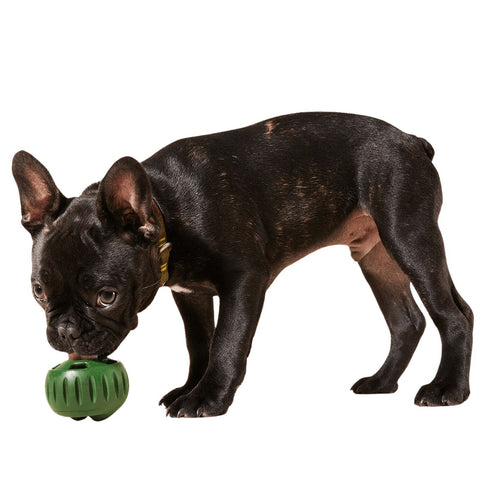 Woof Pupsicle Pops Chicken Peanut Butter Dog Treats Large 8oz poudrefeed.com 3