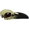 Komodo Raven Skull Hideout Large - Poudre Pet & Feed Supply