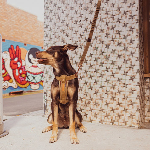 EzyDog Corduroy Zero Shock Dog Leash 72" - Poudre Pet & Feed Supply 2