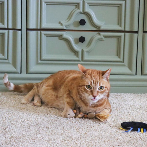 Turbo by Coastal Dangle Fish Catnip Cat Toy Blue - Poudre Pet & Feed Supply 5