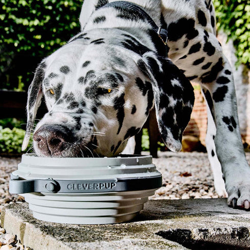 Cleverpup Nomad Collapsible Travel Dog Bowl - Large - Grey