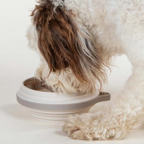 Cleverpup Nomad Collapsible Travel Dog Bowl - Large - Sand