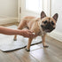 Pet Parents All Purpose + Allergy Pet WiPees - 100 Count