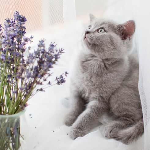 Naturally Fresh Harmony Lavender & Bamboo Scented Cat Litter - 14lb Bag