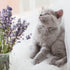Naturally Fresh Harmony Lavender & Bamboo Scented Cat Litter - 14lb Bag