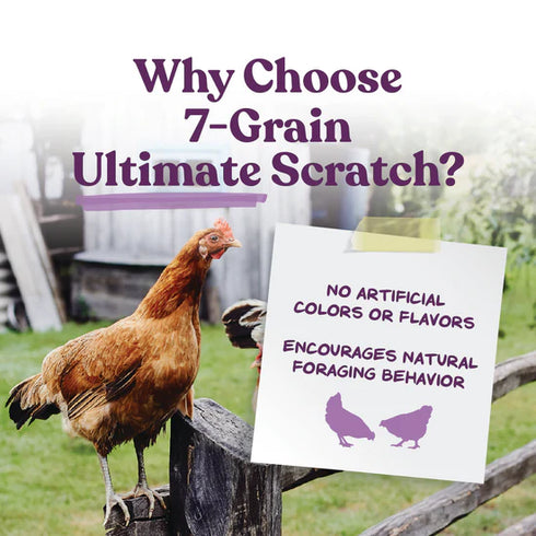 Manna Pro 7-Grain Ultimate Scratch With Corn Treats For Chickens - 10lb Bag