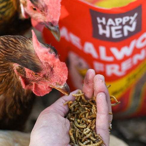Happy Hen Mealworm Frenzy Chicken Treats - 3.5oz Bag