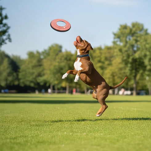 Olly Dog Mini Super Flyer Dog Flying Disc - Desert