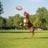 Olly Dog Mini Super Flyer Dog Flying Disc - Desert