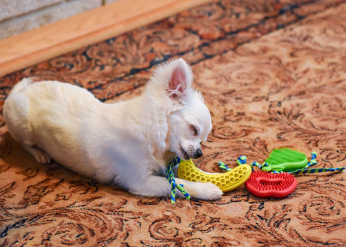 Multipet Minipet Rubber Fruit Dog Toy - Assorted Types