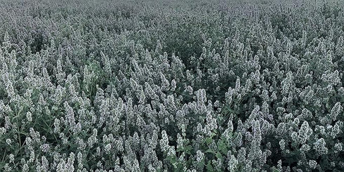 From the Field CATNIP BUDS .2oz BAG - Poudre Pet and feed supply