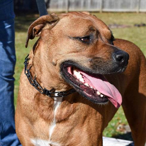 Herm. Sprenger Black Stainless Ultra-Plus Dog Prong Training Collar with ClicLock 18" poudrefeed.com 3