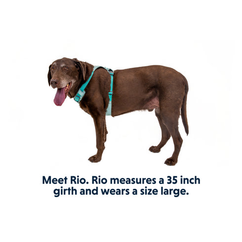 RuffWear Hi & Light Lightweight Dog Harness XSmall Sage Green - Poudre Pet & Feed Supply 10