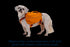 RuffWear Approach Dog Backpack Small Campfire Orange - Poudre Pet & Feed Supply 10