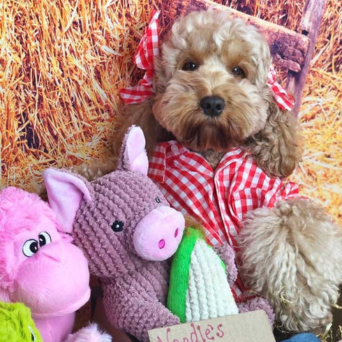 PatchWork Pet Maizey The Pig 15" Dog Toy Poudre Pet & Feed Supply 7