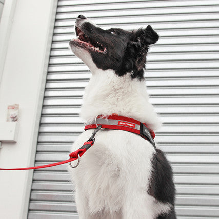 EzyDog UpFront D-Ring Leash Attachment Medium 38mm - Poudre Pet and Feed Supply