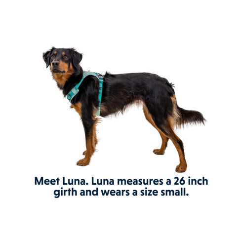 RuffWear Hi & Light Lightweight Dog Harness Medium Sage Green - Poudre Pet & Feed Supply 2