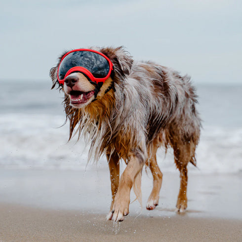 Rex Specs Pike Purple Dog Goggles SM