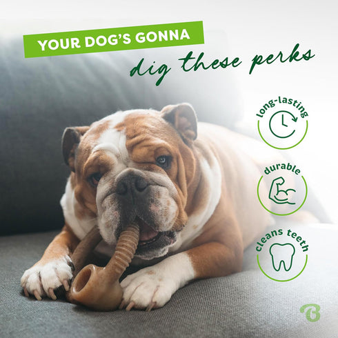 Benebone Ring Durable Dog Chew Toy Small Bacon Flavor poudrefeed.com 3