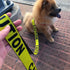 Buckle-Down Pet Caution Dog Leash Yellow Black 1/2" x 4' - Poudre Pet & Feed Supply 3