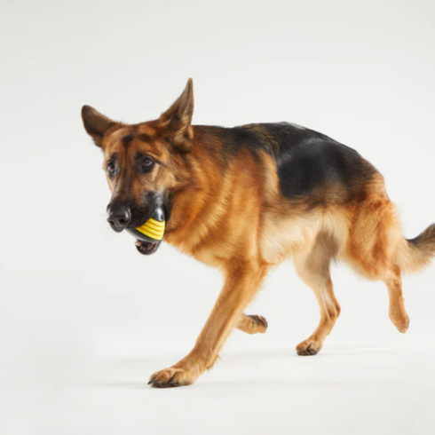 Bark Super Chewer Busy Bee Wobble Dog Toy