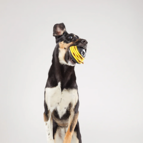 Bark Super Chewer Busy Bee Wobble Dog Toy