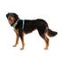 RuffWear Front Range Dog Harness Medium River Rock Green - Poudre Pet & Feed Supply 2