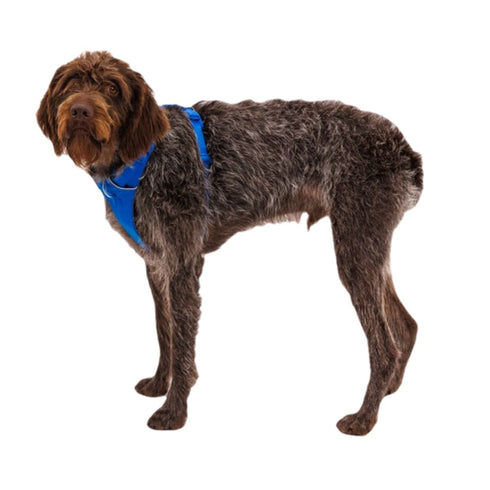 RuffWear Front Range Dog Harness Small Blue Pool Poudre Pet & Feed Supply 2