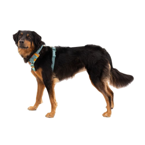 RuffWear Front Range Dog Harness Small River Rock Green - Poudre Pet & Feed Supply 2