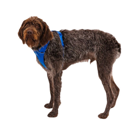 RuffWear Front Range Dog Harness Medium Blue Pool - Poudre Pet & Feed Supply 2