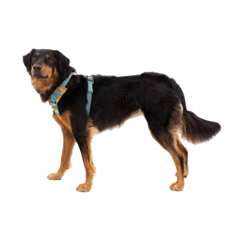 RuffWear Front Range Dog Harness Large/XLarge River Rock Green - Poudre Pet & Feed Supply 2