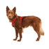 RuffWear Front Range Dog Harness Medium Red Canyon - Poudre Pet & Feed Supply 2