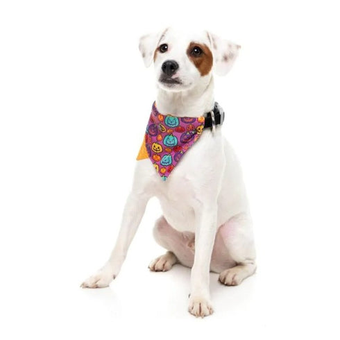 Fuzzyard Oh My Gourd! Dog Bandana Bowtie 2 Pack Large - Poudre Pet & Feed Supply 5