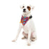 Fuzzyard Oh My Gourd! Dog Bandana Bowtie 2 Pack Large - Poudre Pet & Feed Supply 5
