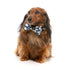 Fuzzyard That's The Spirit Dog Bowtie Bandana 2 Pack Small - Poudre Pet & Feed Supply 5