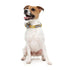 FuzzYard What The Duck Dog Collar Small - Poudre Pet & Feed Supply 2