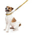 FuzzYard What The Duck Dog Lead Small - Poudre Pet & Feed Supply 2