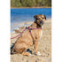 Harness Lead Retro Pink Purple SM - Poudre Pet & Feed Supply2