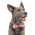 Huxley & Kent Kiss Kiss Bow Tie Small - Poudre Pet & Feed Supply 2