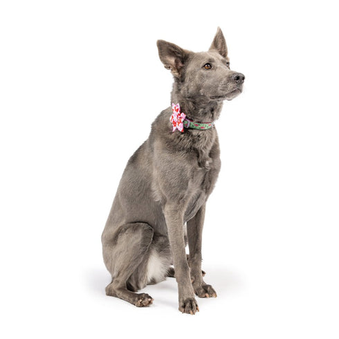 Huxley & Kent Kiss Kiss Pinwheel Large - Poudre Pet & Feed Supply 2