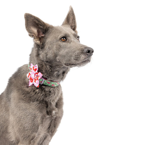 Huxley & Kent Kiss Kiss Pinwheel Large - Poudre Pet & Feed Supply 4